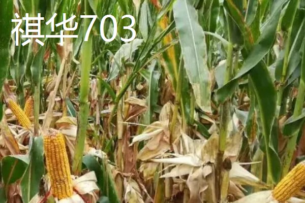 农玉16玉米品种简介，出苗到成熟采收需要104天