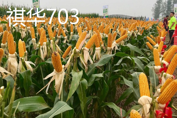 农玉16玉米品种简介，出苗到成熟采收需要104天