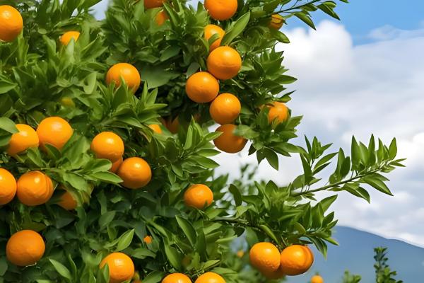 橘子树几年开花结果，种2-3年才可以