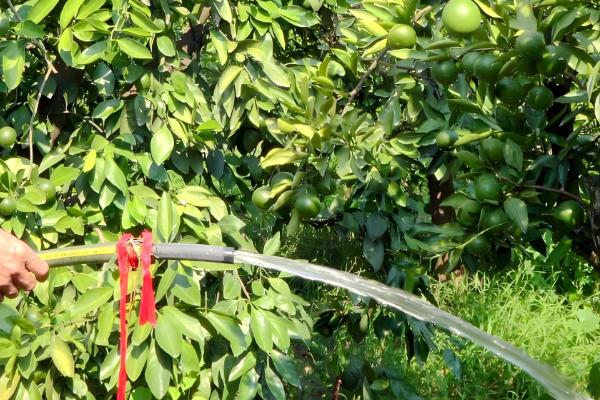 橘子树几年开花结果，种2-3年才可以