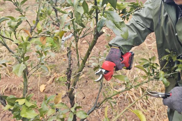 橘子树几年开花结果，种2-3年才可以