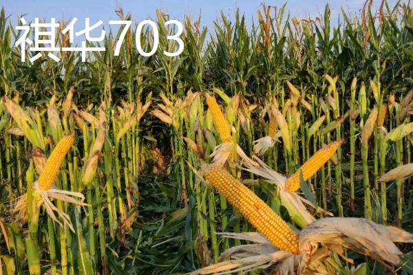 农玉16玉米品种简介，出苗到成熟采收需要104天