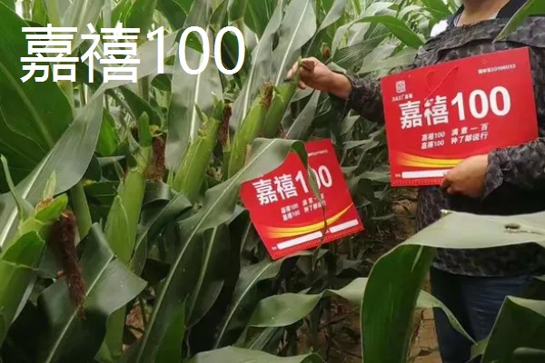 农玉16玉米品种简介，出苗到成熟采收需要104天