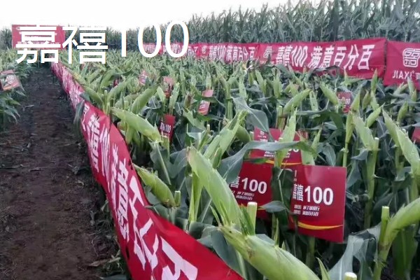 农玉16玉米品种简介，出苗到成熟采收需要104天