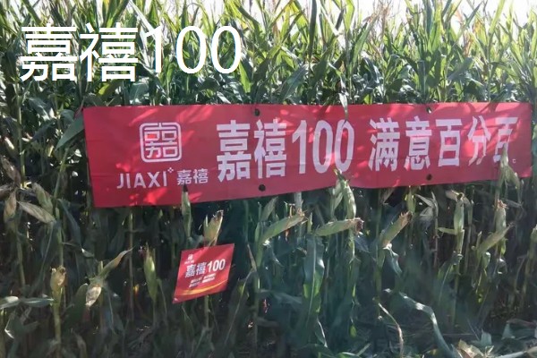 农玉16玉米品种简介，出苗到成熟采收需要104天
