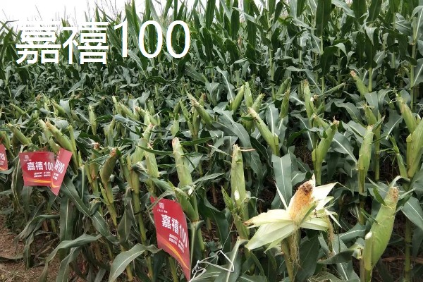 农玉16玉米品种简介，出苗到成熟采收需要104天