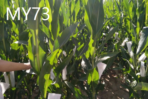 农玉16玉米品种简介，出苗到成熟采收需要104天