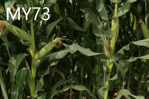 农玉16玉米品种简介，出苗到成熟采收需要104天