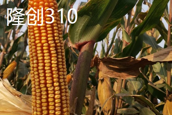 农玉16玉米品种简介，出苗到成熟采收需要104天