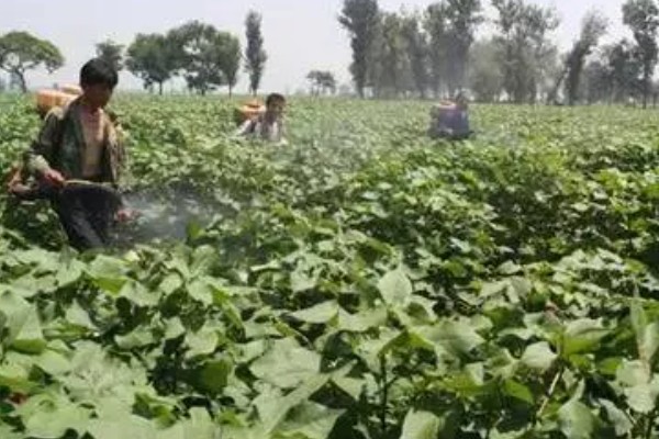 如何防治棉田烂铃，应从7月底开始喷洒化学药剂