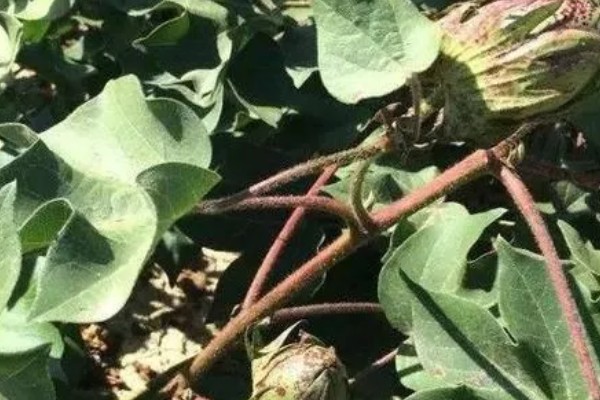 如何防治棉田烂铃，应从7月底开始喷洒化学药剂