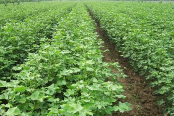 如何防治棉田烂铃，应从7月底开始喷洒化学药剂