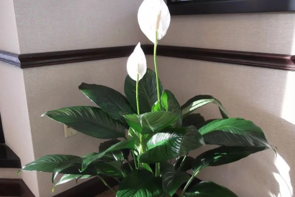 养殖白掌要用深盆吗，选择适中深盆即可