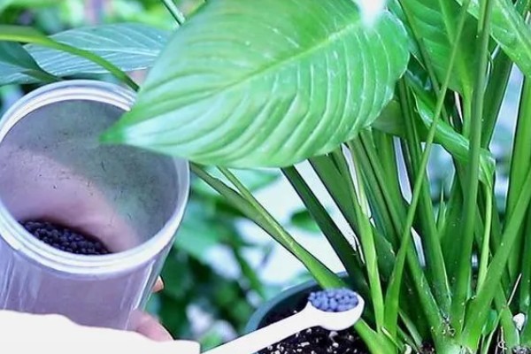 养殖白掌要用深盆吗，选择适中深盆即可