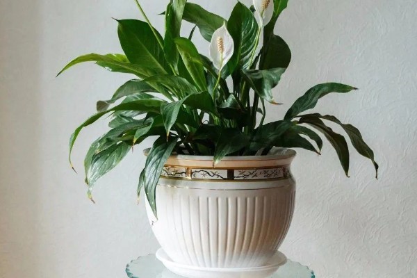 养殖白掌要用深盆吗，选择适中深盆即可