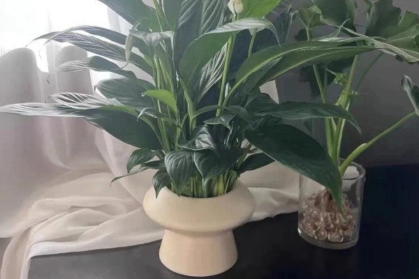 养殖白掌要用深盆吗，选择适中深盆即可