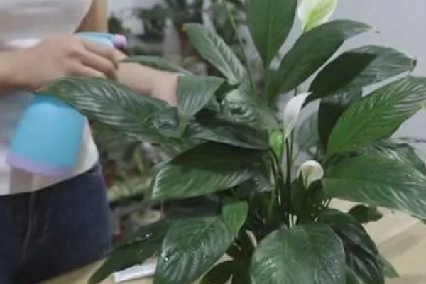 养殖白掌要用深盆吗，选择适中深盆即可