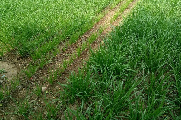 韭菜有哪些生长习性，抗寒耐热