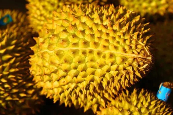 榴莲肉怎么保存，可自然保存也可冷藏保存