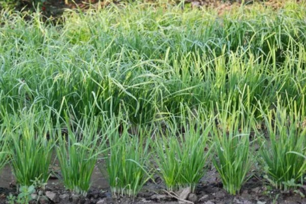 韭菜有哪些生长习性，抗寒耐热