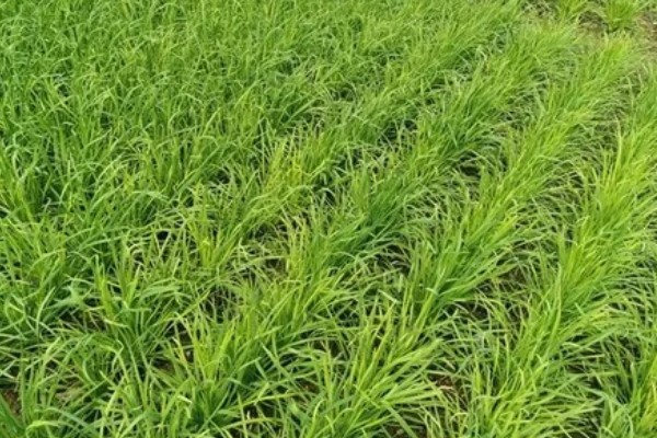 韭菜有哪些生长习性，抗寒耐热