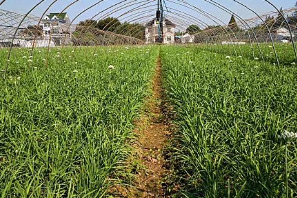 韭菜有哪些生长习性，抗寒耐热