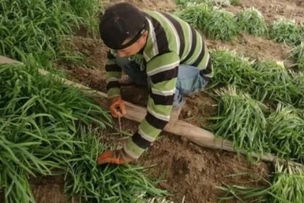 韭菜有哪些生长习性，抗寒耐热