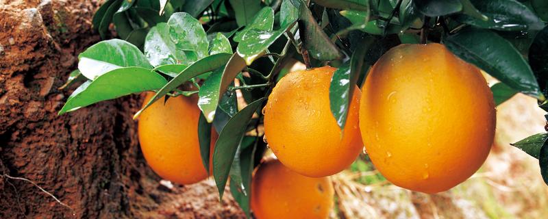 中国最好的橙子产地，有秭归、奉节等