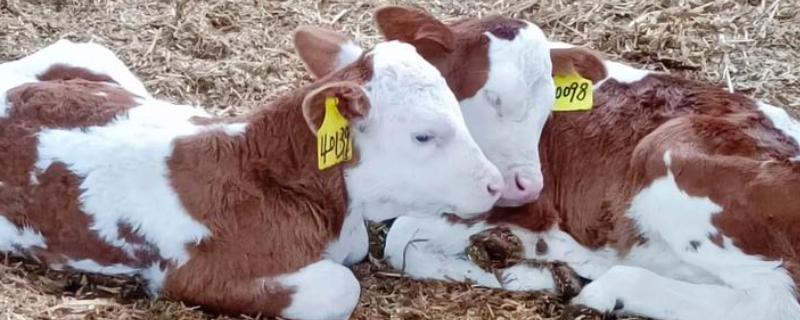 犊牛有什么常见病，容易出现便秘、窒息等情况