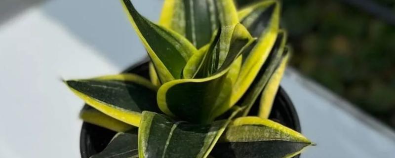 虎尾兰和虎皮兰有什么区别，虎皮兰又叫虎尾兰