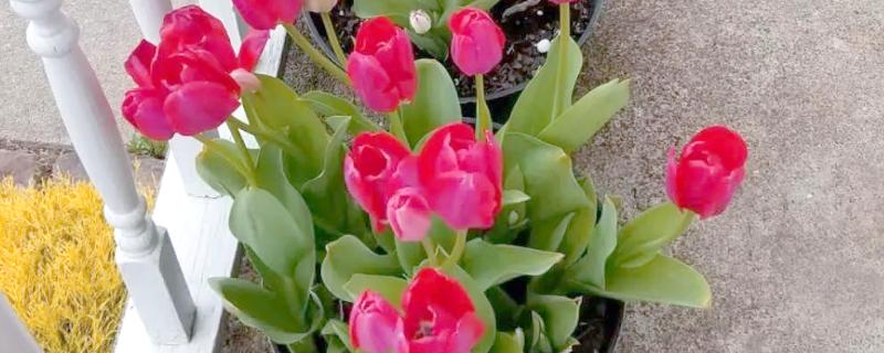 郁金香烂根怎么办，剪除烂根经过消毒再重栽