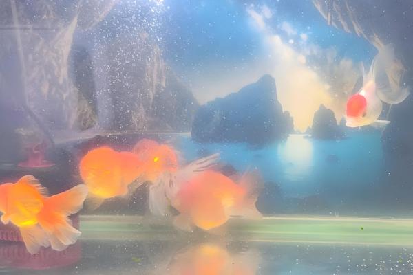 小金鱼产卵是什么样的，雄鱼会不停地追逐雌鱼