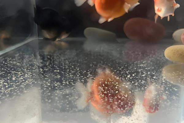 小金鱼产卵是什么样的，雄鱼会不停地追逐雌鱼