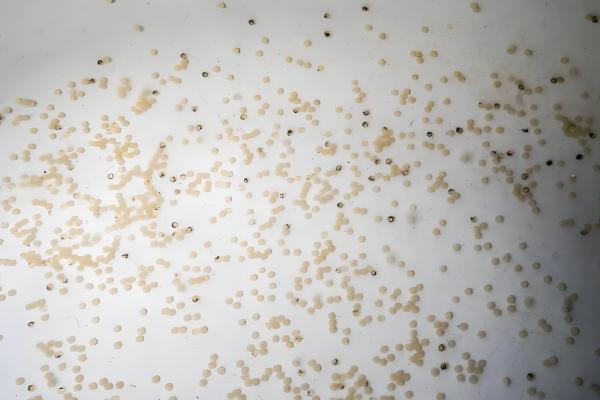 小金鱼产卵是什么样的，雄鱼会不停地追逐雌鱼