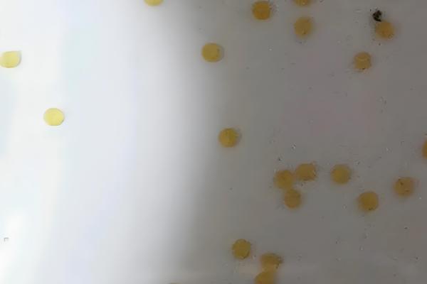 小金鱼产卵是什么样的，雄鱼会不停地追逐雌鱼