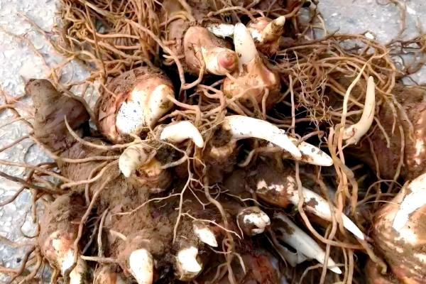 种植重楼的利润，一亩地的纯利润能达到4万元左右