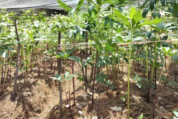 种植重楼的利润，一亩地的纯利润能达到4万元左右