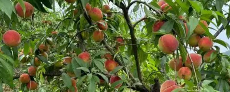 贵州省镇远县的特产，有镇远水蜜桃、镇远金堡米酒等