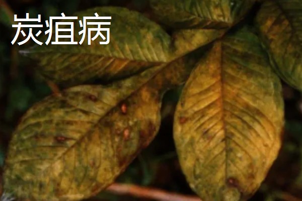 荼蘼的常见病虫害，常见炭疽病、蚜虫等类型