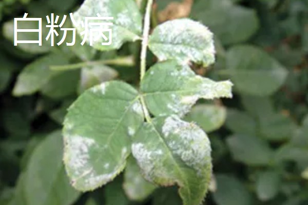 荼蘼的常见病虫害，常见炭疽病、蚜虫等类型