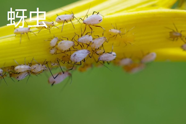 荼蘼的常见病虫害，常见炭疽病、蚜虫等类型