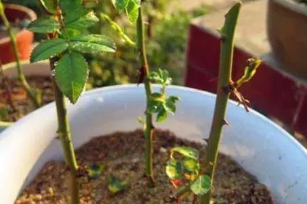 荼蘼的常见病虫害，常见炭疽病、蚜虫等类型