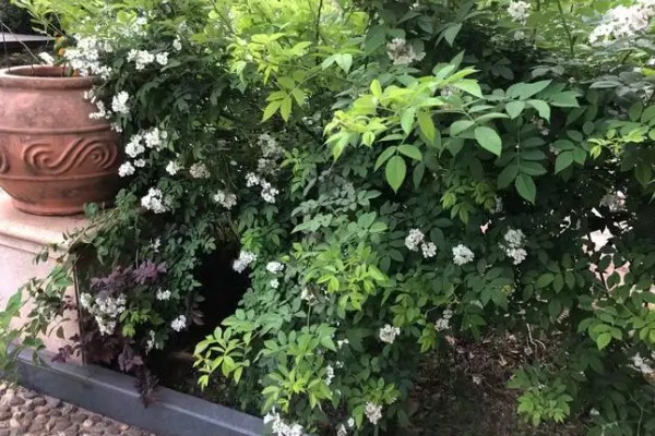 荼蘼的常见病虫害，常见炭疽病、蚜虫等类型