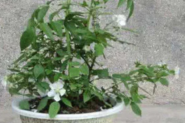 荼蘼的常见病虫害，常见炭疽病、蚜虫等类型