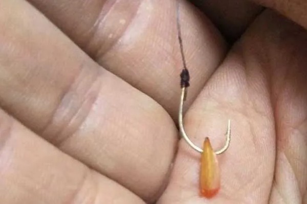 谷麦钓法的注意事项,一般都是用谷麦竿钓