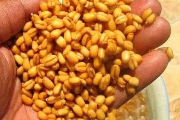 谷麦钓法的注意事项,一般都是用谷麦竿钓