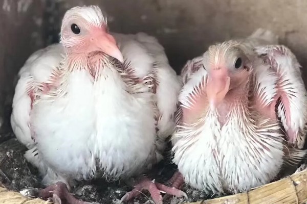 小鸽子为什么不长毛，主要是营养不良、寄生虫病所致
