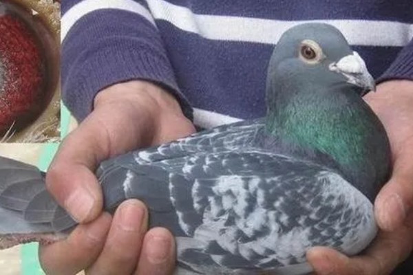 小鸽子为什么不长毛，主要是营养不良、寄生虫病所致