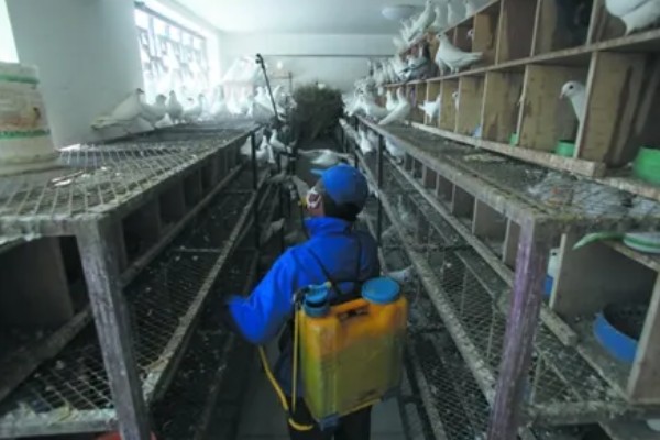 小鸽子为什么不长毛，主要是营养不良、寄生虫病所致