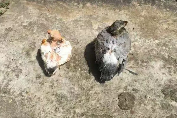 小鸽子为什么不长毛，主要是营养不良、寄生虫病所致